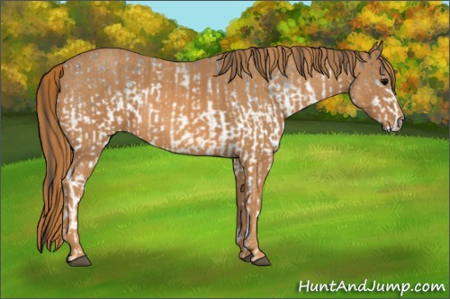 Horse Color: White Spotted Blue Roan Rabicano  Brindle