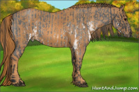 Horse Color:White Spotted Blue Roan Rabicano  Brindle