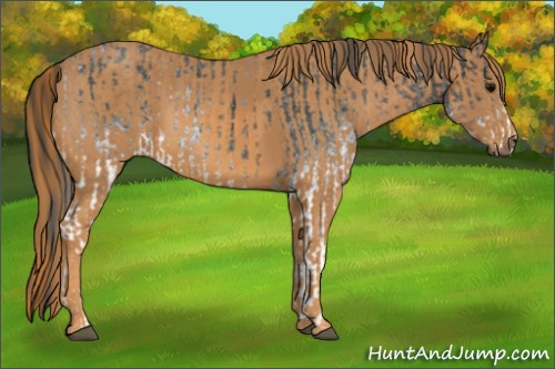 Horse Color: White Spotted Blue Roan Rabicano  Brindle
