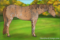 Horse Color:White Spotted Blue Roan Rabicano  Brindle