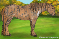 Horse Color:White Spotted Blue Roan Rabicano  Brindle