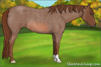Horse Color:Liver Red Roan 