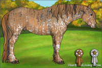 Horse Color:White Spotted Blue Roan Rabicano  Brindle