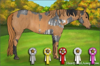 Horse Color:White Spotted Blue Roan Rabicano  Brindle