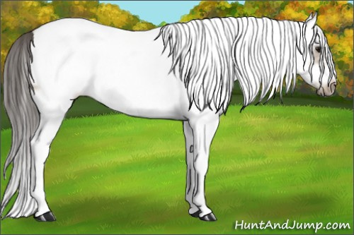 Horse Color: White Spotted Buckskin Splash Frame 