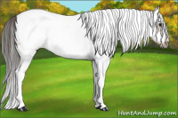 Horse Color:White Spotted Buckskin Splash Frame 