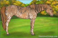 Horse Color:White Spotted Blue Roan Rabicano Brindle