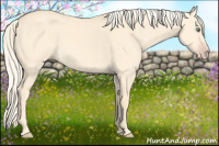 Horse Color:Gold Cream Champagne Dun 
