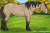 Horse Color:Buckskin Roan Dun Splash