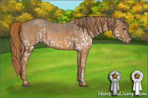 Horse Color: White Spotted Blue Roan Rabicano  Brindle
