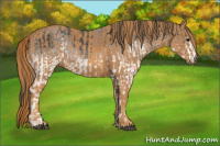 Horse Color:White Spotted Blue Roan Rabicano Brindle