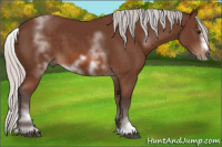 Horse Color:White Spotted Silver Bay Splash Frame