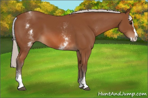 Horse Color: White Spotted Silver Bay Splash 