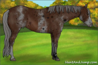 Horse Color:ERROR: UNKNOWN ANOMALY