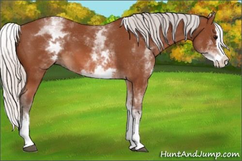 Horse Color: White Spotted Silver Bay Splash 