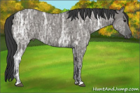 Horse Color:Grullo Ice 
