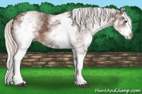 Horse Color:White Spotted Silver Brown Splash 