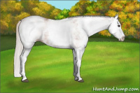 Horse Color:White Spotted Silver Bay Splash 