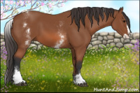 Horse Color:White Spotted Bay Splash 