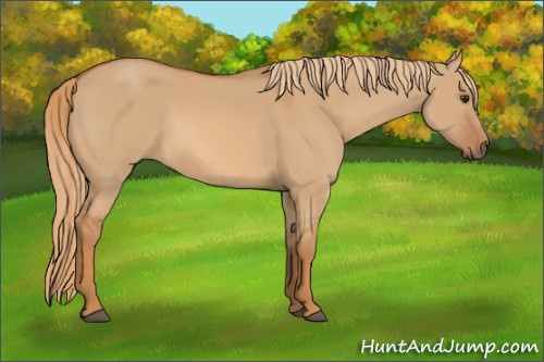 Horse Color: Red Dun 