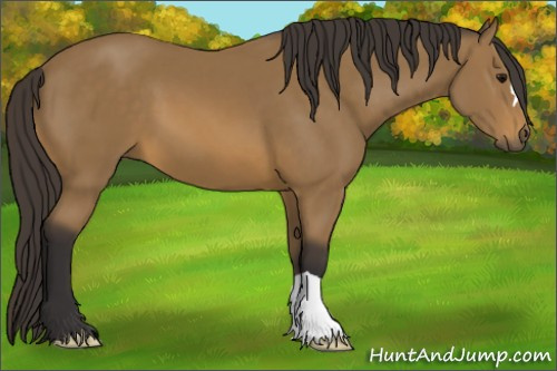 Horse Color: Buckskin 