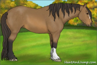 Horse Color:Buckskin 