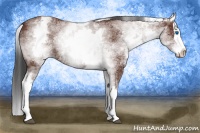 Horse Color:White Spotted Bay Splash 