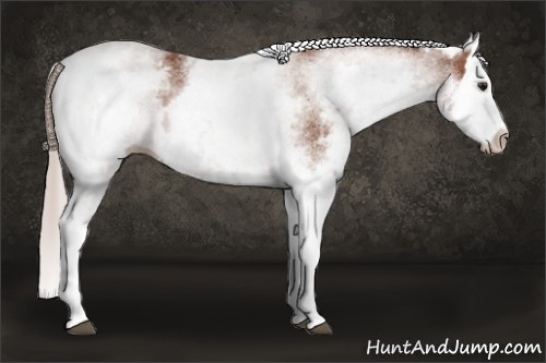 Horse Color: White Spotted Silver Bay Splash 