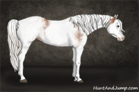 Horse Color:White Spotted Silver Bay Splash