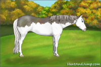 Horse Color:Silver Black Sabino Splash