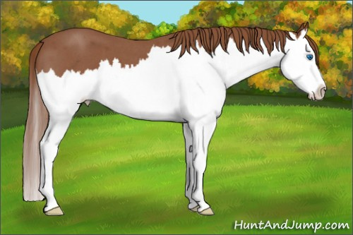 Horse Color: Liver Red Roan Splash 