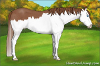 Horse Color:Liver Red Roan Splash