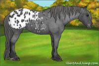 Horse Color:Blue Roan Appaloosa
