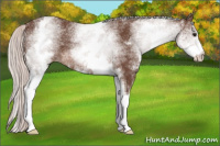 Horse Color:White Spotted Silver Brown