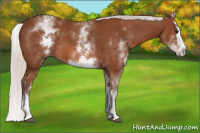 Horse Color:White Spotted Silver Bay Splash