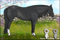 Horse Color:Black Sabino Rabicano 