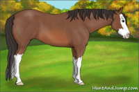 Horse Color:Bay Roan Splash