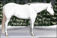 Horse Color:Liver Chestnut Tobiano Appaloosa