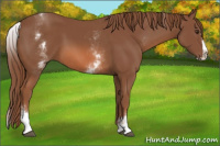 Horse Color:White Spotted Liver Chestnut Splash 