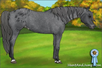 Horse Color:Black Appaloosa 