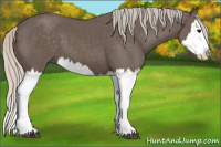 Horse Color:Silver Black Splash