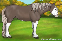 Horse Color:Silver Black Splash
