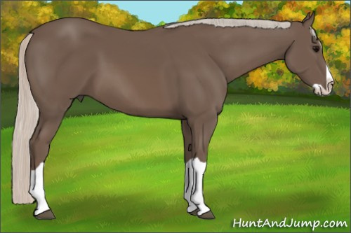 Horse Color: Silver Black Splash 