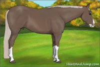 Horse Color:Silver Black Splash