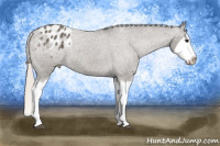 Horse Color:Silver Black Splash Appaloosa