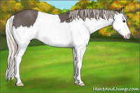 Horse Color:Silver Black Splash 