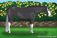Horse Color:Blue Roan Splash 