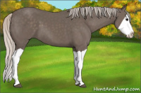Horse Color:Silver Black Splash