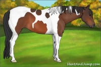 Horse Color:Bay Tobiano 