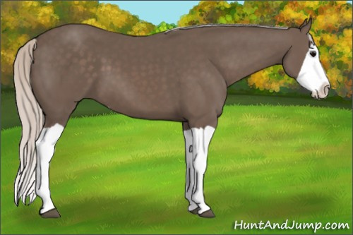 Horse Color: Silver Black Splash 